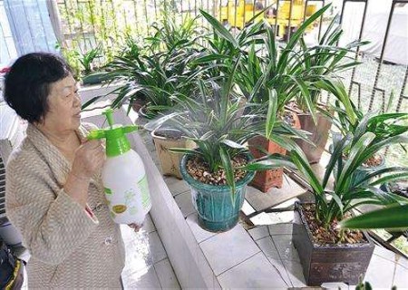 兰花可以施复合肥吗
