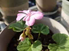 天竺葵怎么施肥