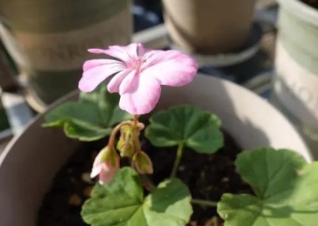 天竺葵怎么施肥
