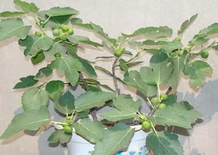 盆栽无花果如何施肥