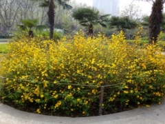 盆栽棣棠花如何施肥