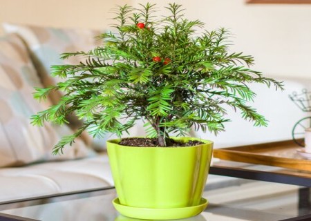 盆栽红豆杉施肥注意事项