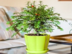 盆栽红豆杉施肥注意事项
