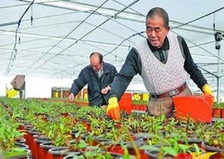 盆栽铁皮石斛施肥技术