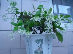盆栽丁香花施肥方法