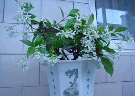盆栽丁香花