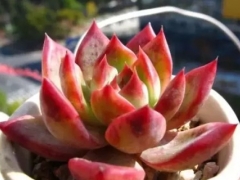 多肉植物多久施肥？怎么施肥？