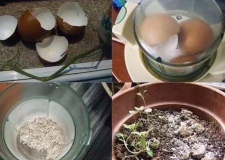 如何自制盆栽肥料2
