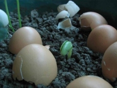 家庭养花如何自制花肥