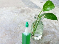自制水培植物营养液（配方及制作方法）
