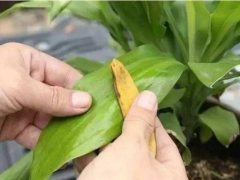 盆栽花肥营养液制作方法,香蕉皮制作花肥