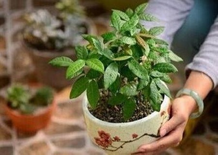 盆栽龙眼施肥时期及技术