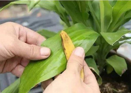 盆栽花肥营养液制作方法