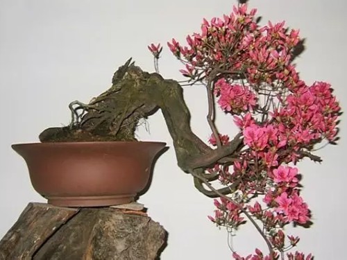 盆景花卉图片