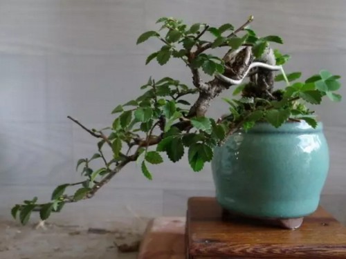 榆树盆景图片