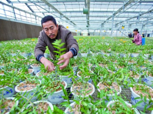 铁皮石斛施肥方法