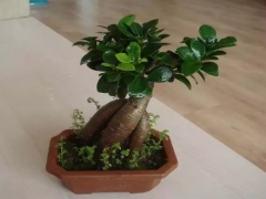 榕树盆景施用什么肥