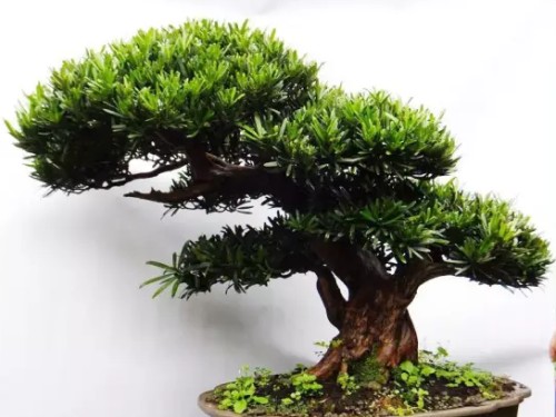 罗汉松盆景