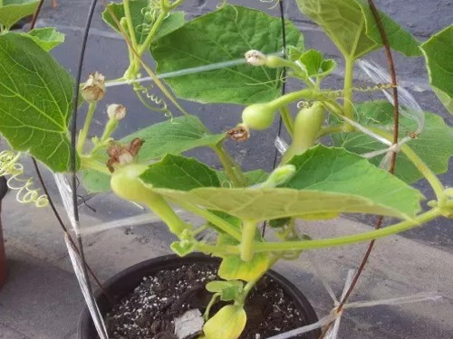 盆栽葫芦怎样施肥