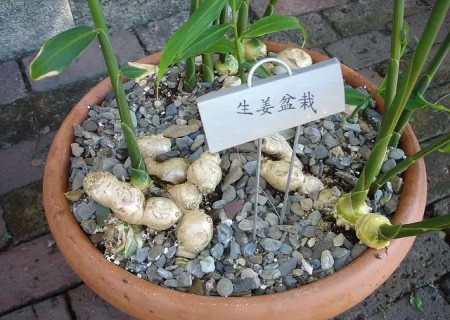盆栽姜用什么肥