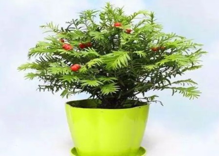 盆栽红豆杉施什么肥