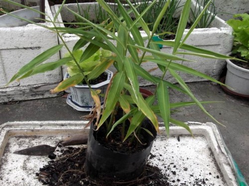 生姜种植培土施肥技术