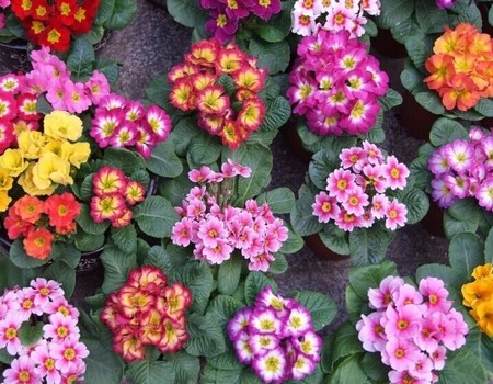 报春花图片