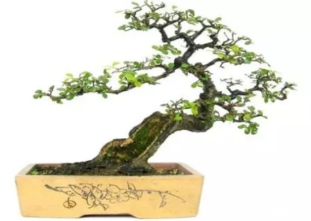 榆树盆景施肥技术