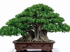 榕树盆景怎么施肥