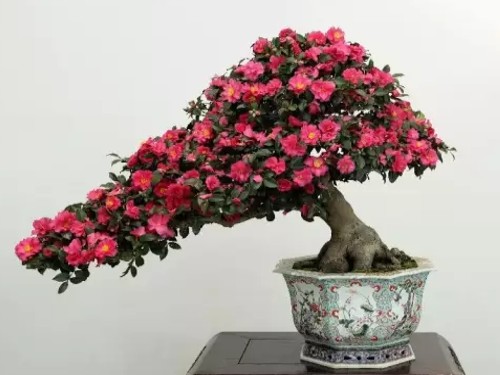 茶花盆景