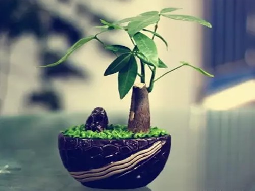 小盆景图片1