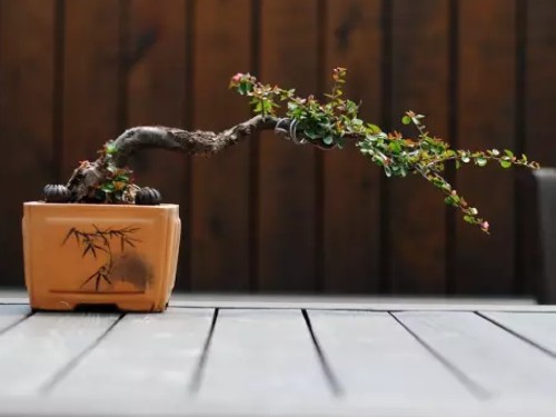 小盆景图片2