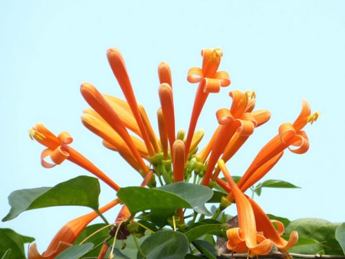 炮仗花施肥技术