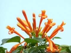 炮仗花施肥技术