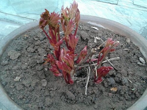 芍药花怎么施肥
