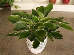 玉簪花施肥技巧