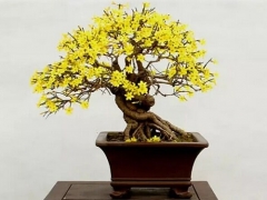 盆栽迎春花施肥方法