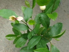 含笑花盆栽施肥方法