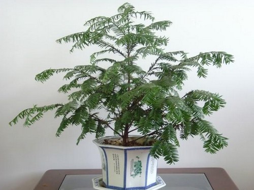 红豆杉盆景施肥方法