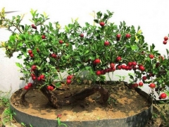 山楂树种植施肥技术