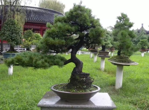 松树盆景春秋两季施肥技巧1