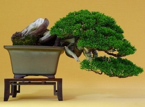 松树盆景施肥注意事项1