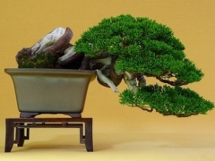 松树盆景施肥注意事项