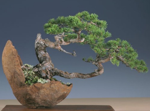 松树盆景春秋两季施肥技巧3