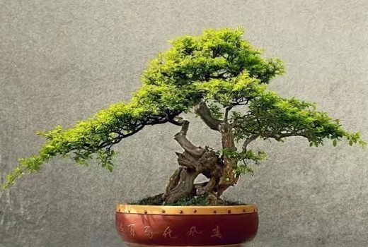 雀梅盆景施肥原则