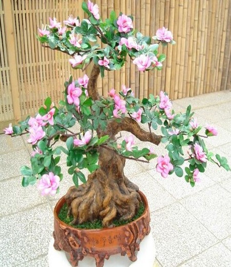 茶花盆景施肥技巧