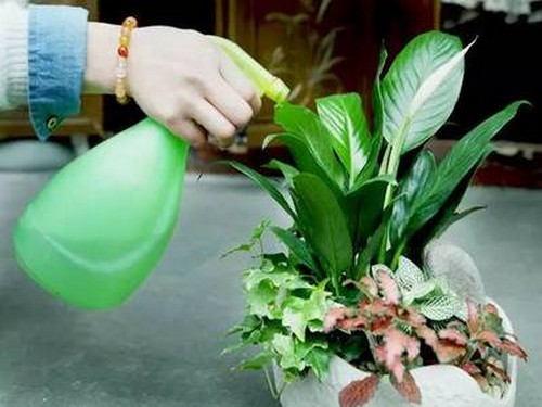 怎样为盆栽植物制作有机肥