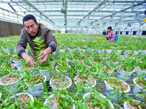 盆景的施肥方法