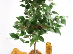 给茶花盆景施肥要避免的误区
