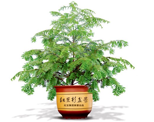 红豆杉盆景的施肥方法3